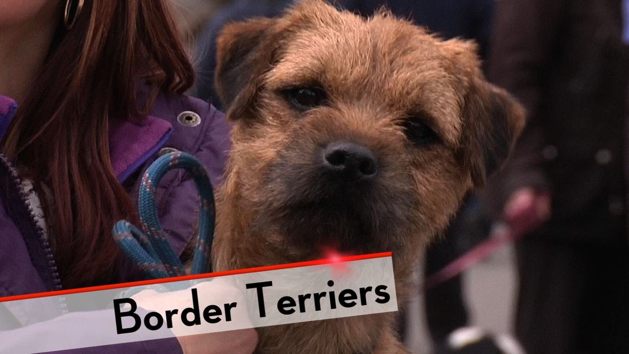 border terrier fogyás)