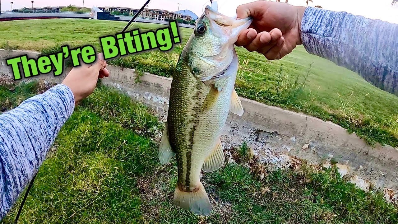 Bank Fishing For BASS Late Summer! - YouTube