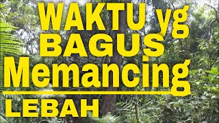 Waktu Memancing Lebah Madu liar agar cepat Masuk ke kotak budidaya