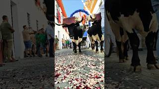 Праздник в Испании Кармона💃🏻🕺🏻🐃🐎 #испания #испаниясегодня #romeria #паломничество