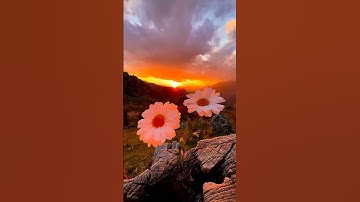 ﴿ يَوْمَ لا يُغْنِي مَوْلًى عَنْ مَوْلًى شَيْئًا وَلا هُمْ يُنْصَرُونَ ﴾ القارئ : هزاع البلوشي