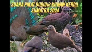 SUARA PIKAT BURUNG KUAU KUWAW KERDIL SUMATRA  AMPUH