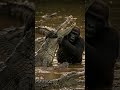 Gorilla with crocodile in river #naturelife #wildlife #short #Crocodile
