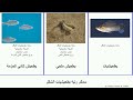 سمك رتبة بطحيشيات الشكل سمكة مولي Fish أفانيوس الشفة الأعين شراعية None بوندي ذات الجرو ثنائي 
