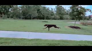 The best exercise for Doberman Pinschers.