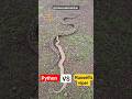 Russell Viper Vs Python 🐍ॠAjgar Saamp Aur Viper Saamp Shorts Youtubeshorts Viral Russell Viper Vs Python 🐍ॠAjgar Saamp Aur Viper Saamp Shorts Youtubeshorts Viral