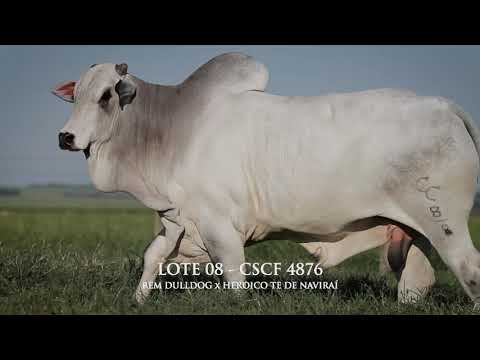 LOTE 08   CSCF 4876