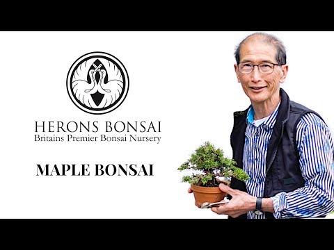 All about Maple Bonsai