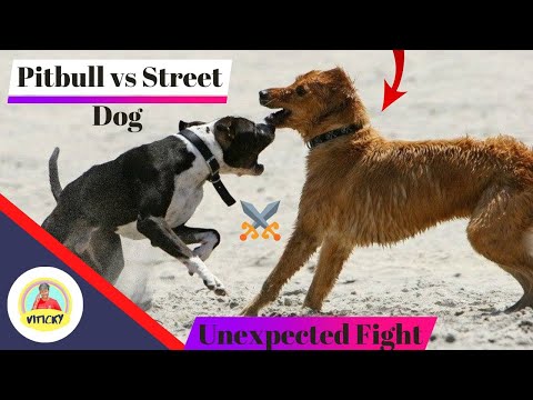 वीडियो: यार्ड में गंदे कुत्ते को चलाने के लिए कैसे करें