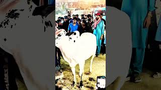 i-12 Mandi islamabad unloading Athra bull #shorts #shortvideo #youtubeshorts #fatehjangibulls #cow
