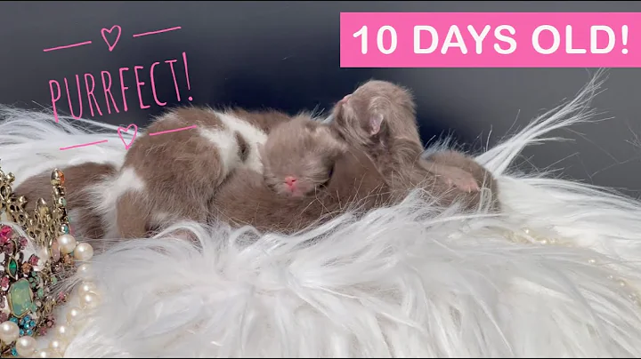 Video 499441: exotic shorthair cattery, persian kitten meowing, chocolate exotic shorthair, cute exotic shorthair, little cattery