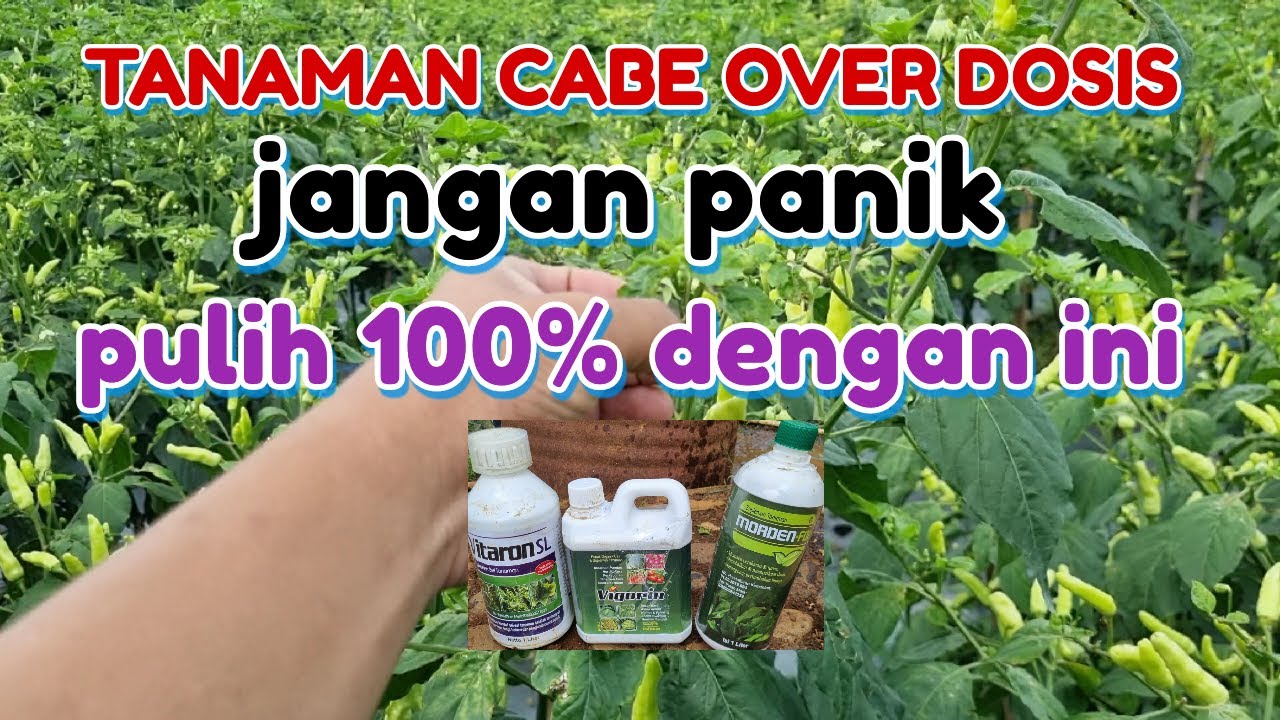 CARA MENGATASI TANAMAN OVERDOSIS PESTISIDA || MENGATASI TANAMAN