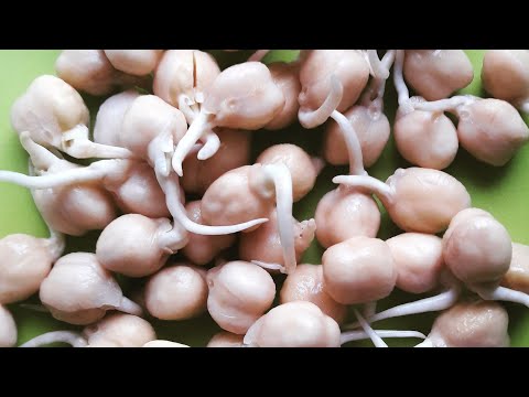 فيديو: كيفية تنبت الحمص