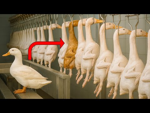 Inside Modern Duck Farming Technology From Duck Eggs To Meat Slaughter Poultry Processing Line 