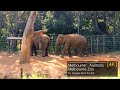 4K I Relaxing Video at Melbourne ZOO For Family Watch Together I Melbourne