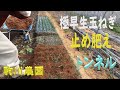 極早生玉ねぎ止め肥え・トンネル掛け　邑南町　駒川農園　22.1.10