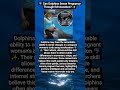 🐬 Can Dolphins Sense Pregnancy Through Echolocation? ✨