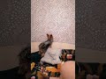 Муха #аборигенка