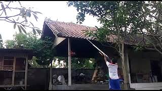 menangkap burung merpati dengan tulup