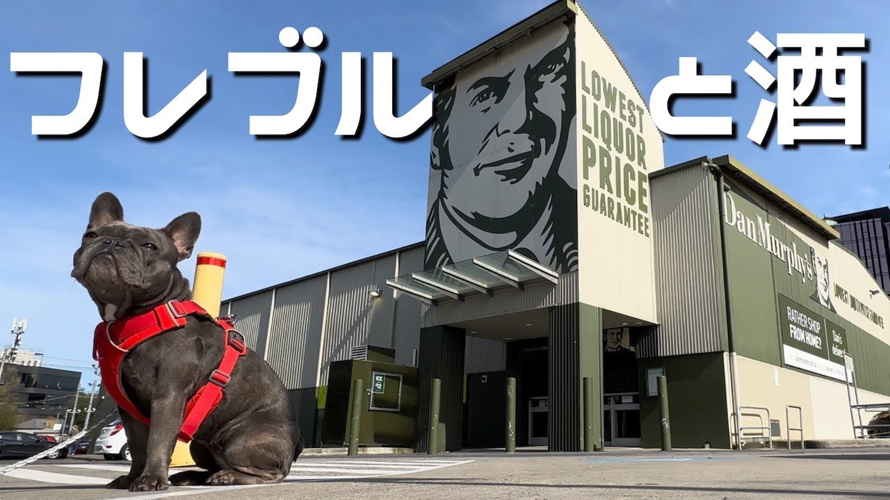 オーストラリア酒屋へ買い出しに行くフレンチブルドッグ