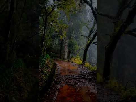 Peaceful music with raining effect || Whatsapp status videos || Relaxation musics