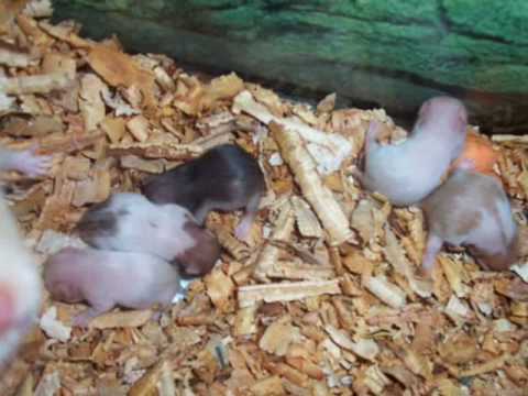 hamster babies' first week(azel and thea)