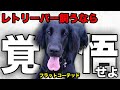 【解説】迎える前に1度見て!フラットコーテッド・レトリバーの魅力や注意点について教えます!