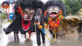 ATRAKSI 2 BARONGAN NGAMUK ! Barongan Kesurupan Galak Banget, satrio joyo Live anggaswangi BarongBoys