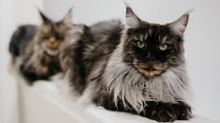 5 Things You Give Up When You Get a #MaineCoon (Part 3/3) by Life with Maine Coon Cats 3,902 views 2 months ago 3 minutes, 54 seconds