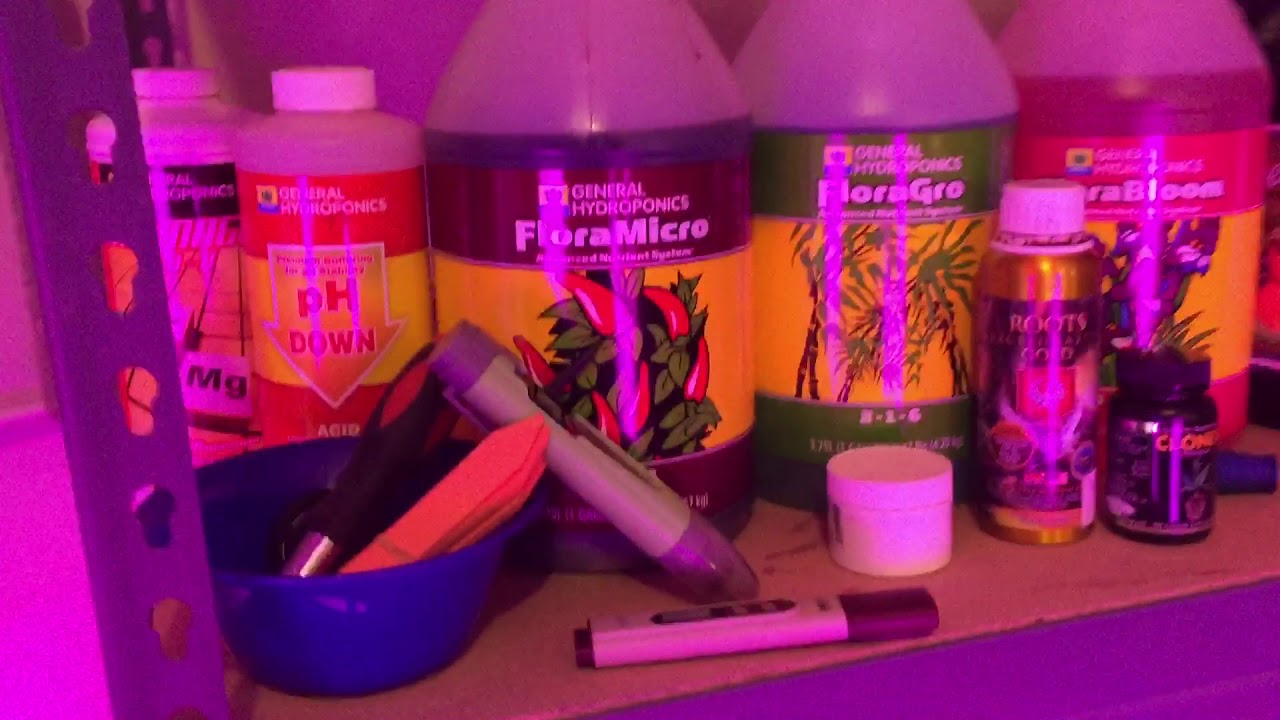 Girl Scout Cookies (Thin Mint) LED, Coco, SCROG Grow!