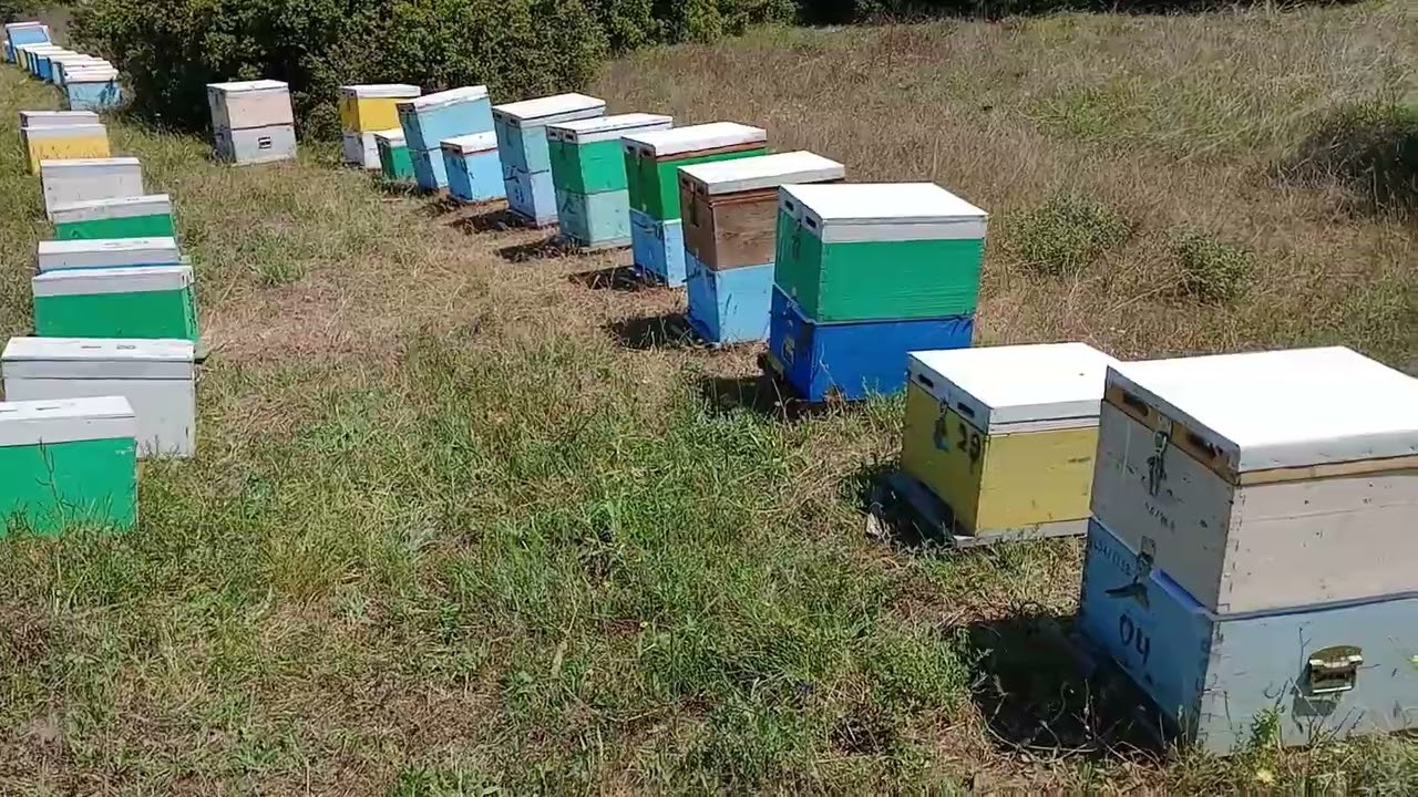 Χωρίσματα / Παραφυάδες