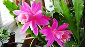 Epiphyllum Plant virus and what it looks like