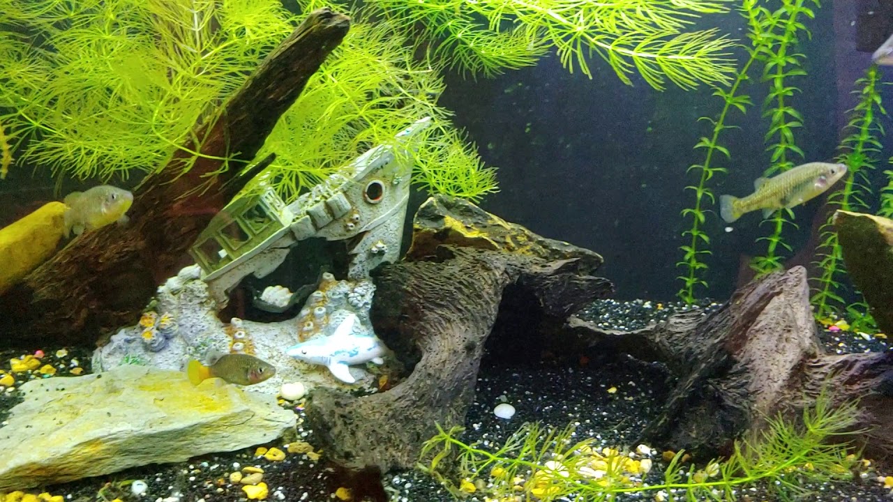 CARES SPECIES: Xenotoca lyonsi species profile