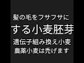ツルツルをフサフサにするには遺伝子組み換えでない無農薬の小麦胚芽が良い？小麦食べるとツルツルになります。