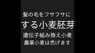 ツルツルをフサフサにするには遺伝子組み換えでない無農薬の小麦胚芽が良い？小麦食べるとツルツルになります。