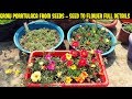 How To Grow Portulaca Or Moss Rose From Seeds-Full Information From Seed To Flower