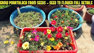 How To Grow Portulaca Or Moss Rose From SeedsFull Information From Seed To Flower