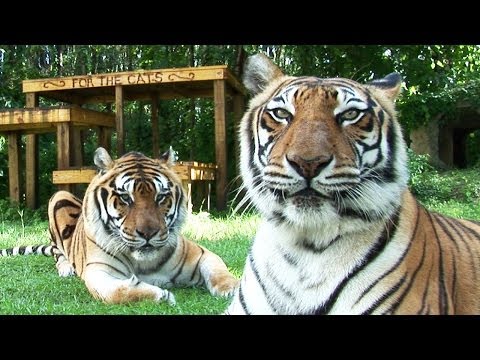 Video: Big Cat Rescue: Florida 