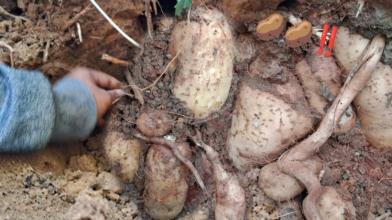 ขุดมันแซงรอบนี้‼️🥔เจอขุมทรัพย์เต็มม