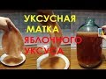 Уксусная матка яблочного уксуса