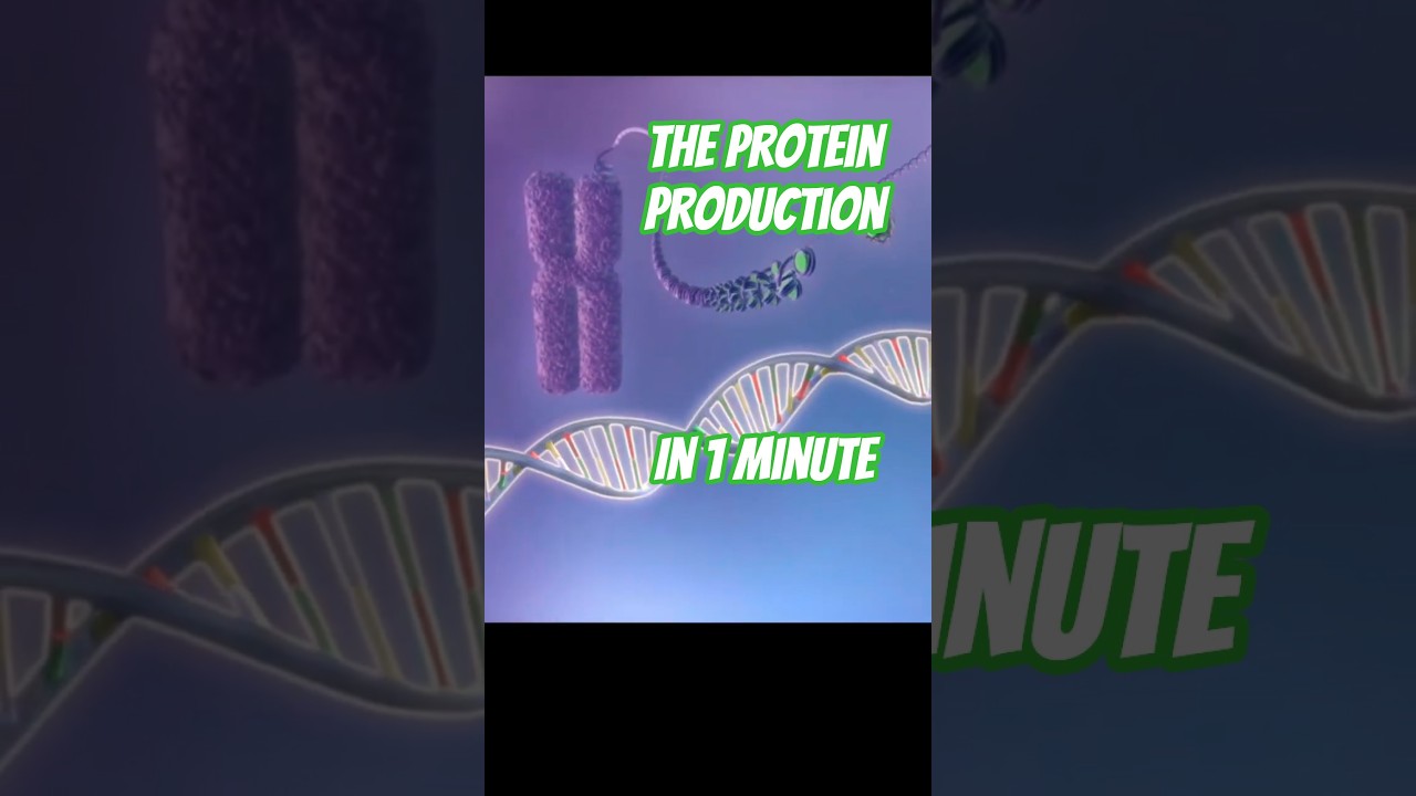 🧬 The Protein Production