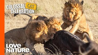 Lions: The Hunt For Survival | Love Nature