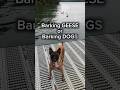 Stop DOG REACTIVITY 🐕👏