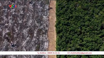 Châu Âu dùng sức ép thương mại để bảo vệ rừng | VTV24