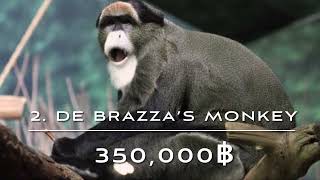 De Brazza’s Monkey ความมีเอกลักษณ์ของมันทำให้มีราคาถึง 350,000 บาท