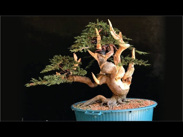 BONSAI EM 4 HORAS | MAURO STEMBERGER | SHIMPAKU ITOIGAWA class=