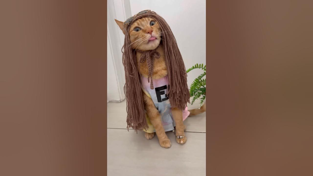 PANE NO SISTEMA - GREGO PAULO PIRES É ABEST VERSÃO GATOS PANE NO SISTEMA - GREGO PAULO PIRES É ABEST VERSÃO GATOS