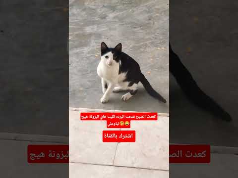 كعدت الصبح فتحت البرده لگيت هاي البزونة هيج تباوعلي