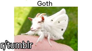 r/tumblr | A GOTH.