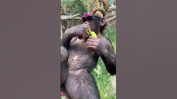 KHỈ ĂN CHUỐI CUTE BABY I Funny Video *6 #shorts